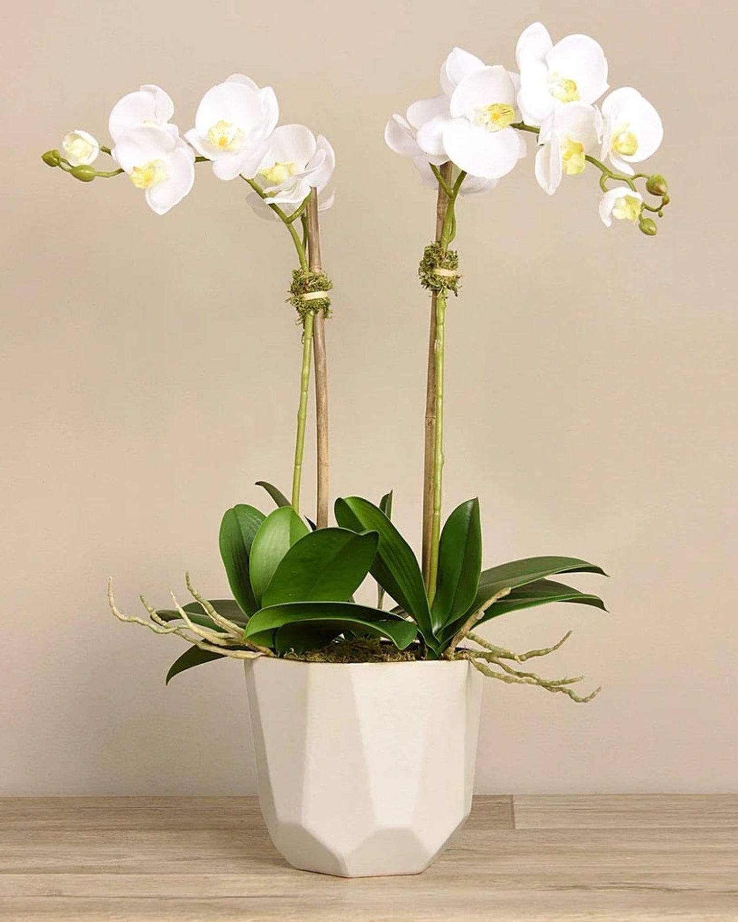 نبات الأوركيد "Sleek Geometric Pot" من Linen Obsession باللون الأبيض