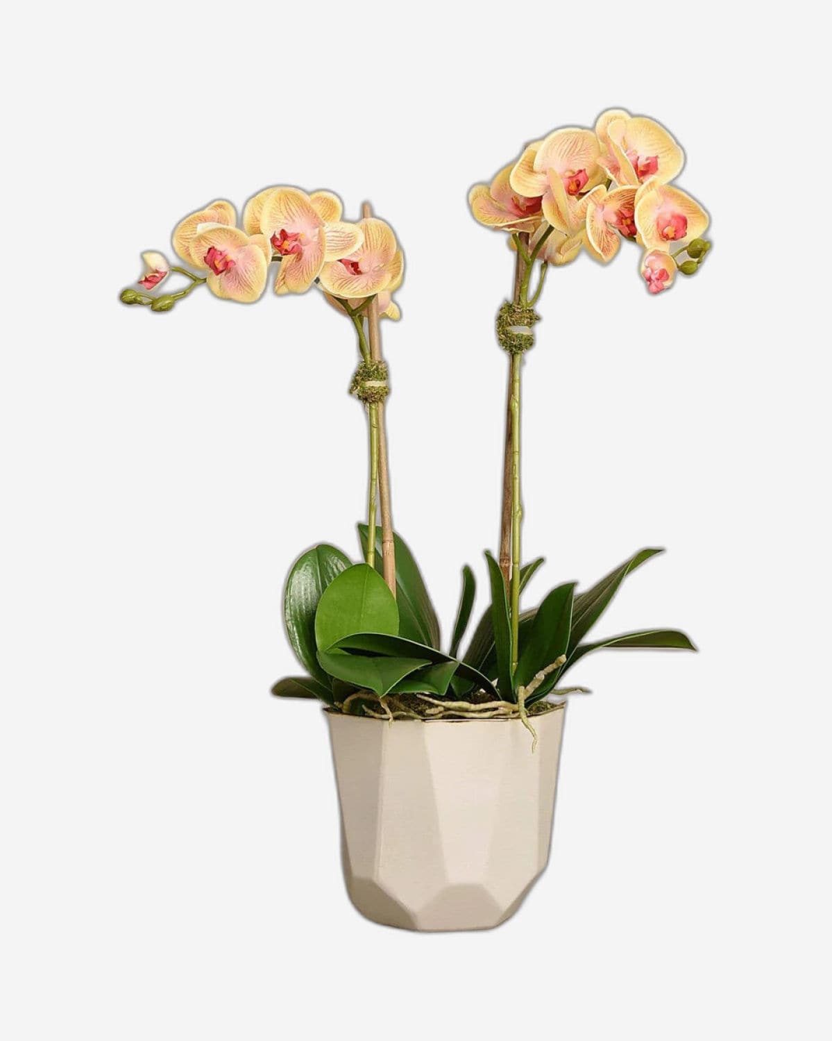 نبات الأوركيد "Sleek Geometric Pot" من Linen Obsession باللون الأصفر