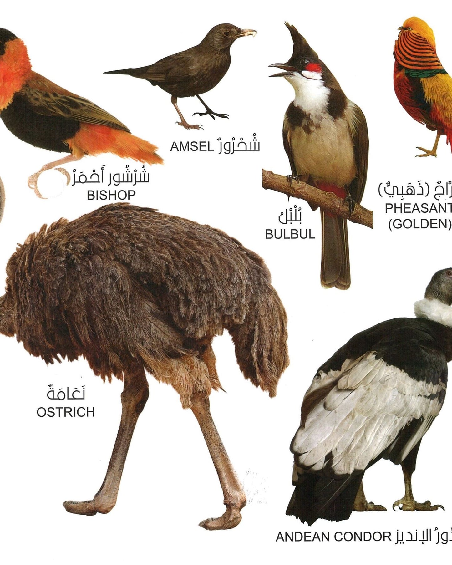 مكتبتي الأولى هي الحيوانات والطيور