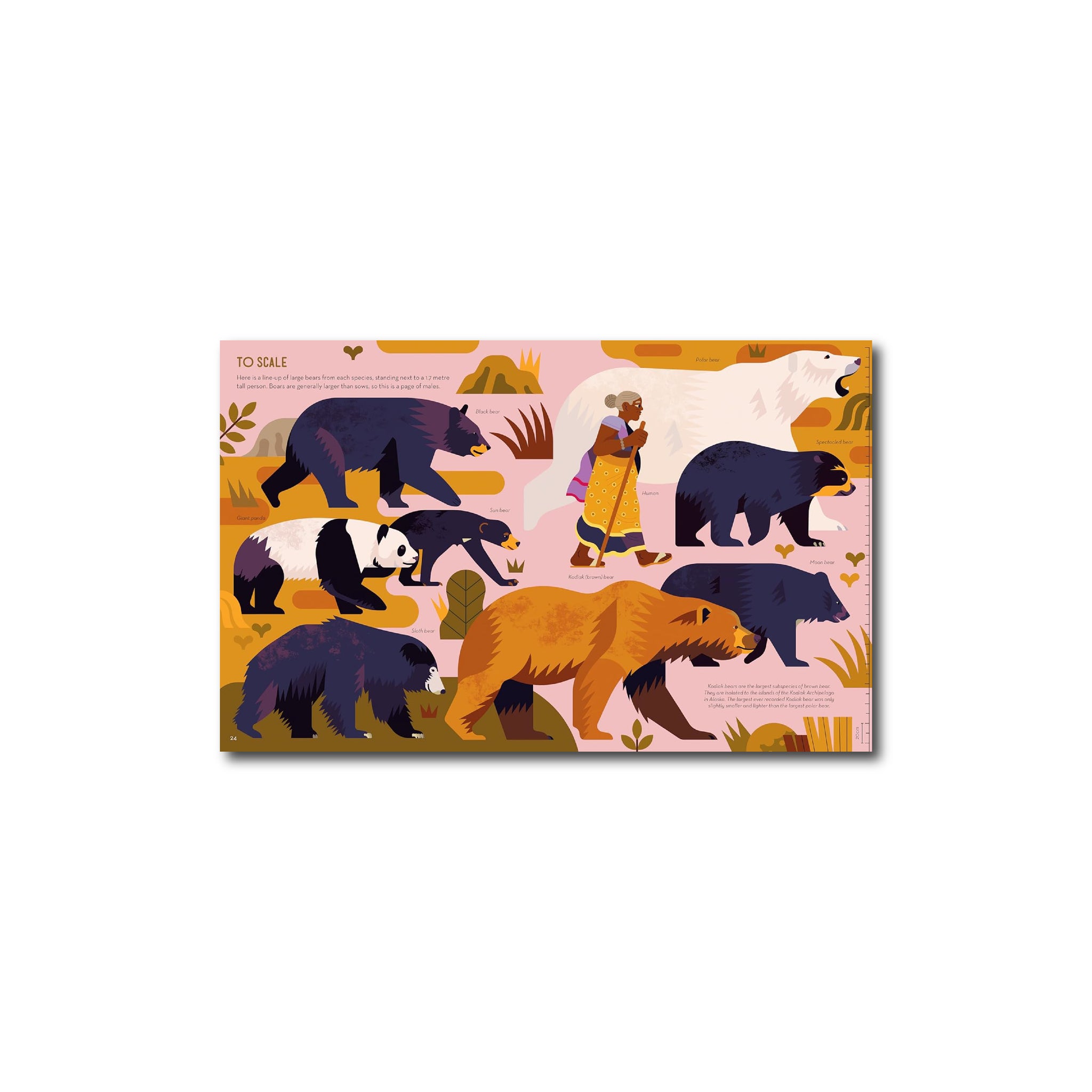 ذكي بشأن الدببة