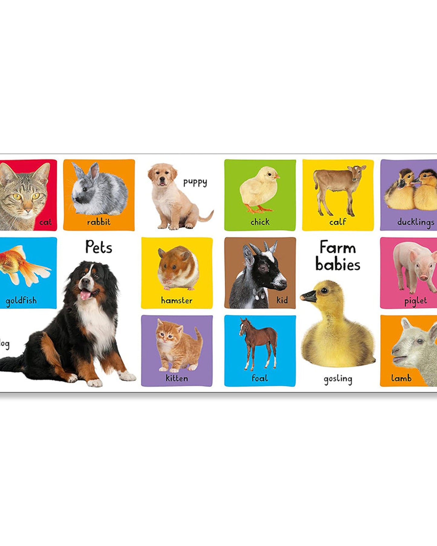 أول 100 حيوان لي