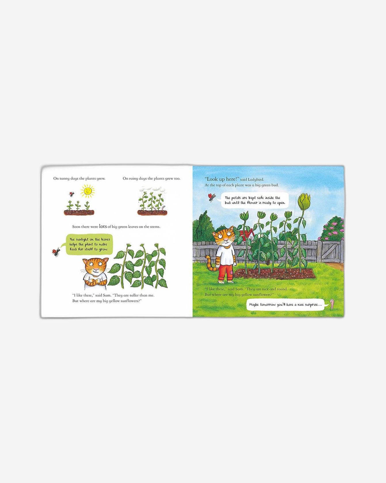 الصندوق الوطني: سام يزرع عباد الشمس