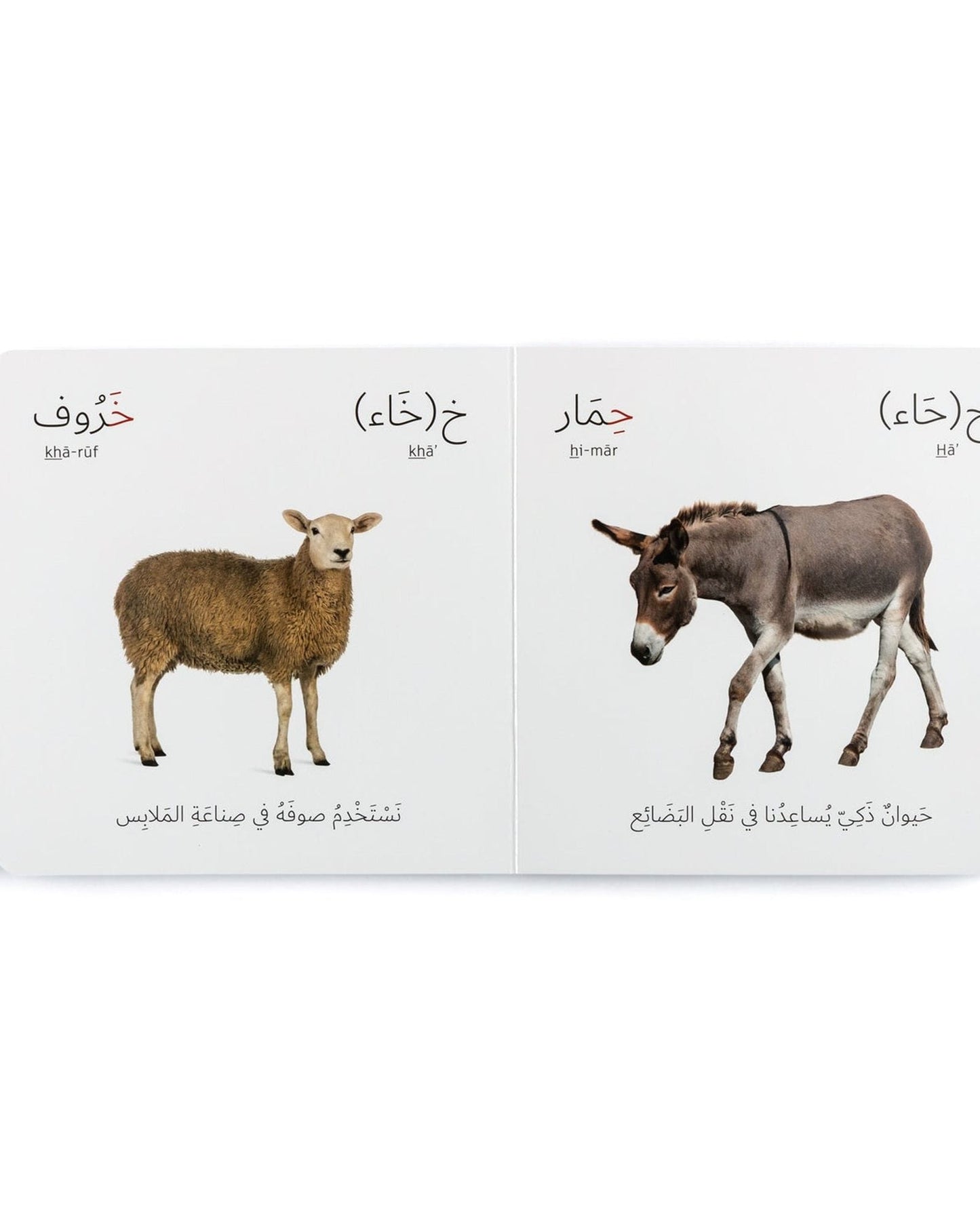 الحيوانات