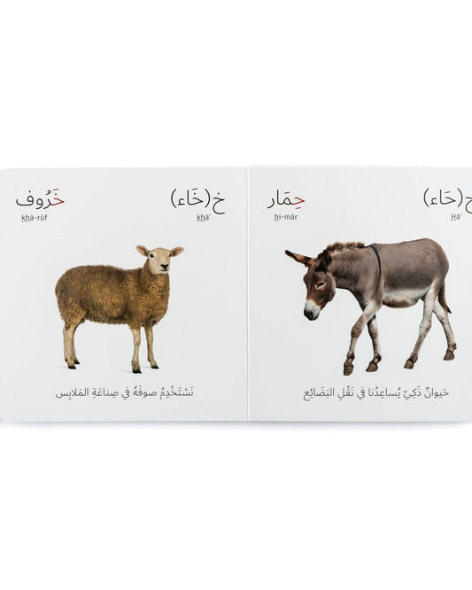 الحيوانات