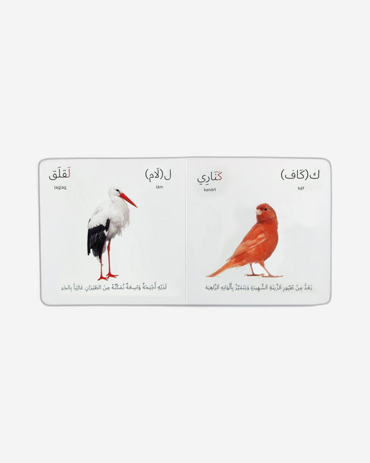 الطيور
