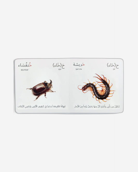 الأنثروبود