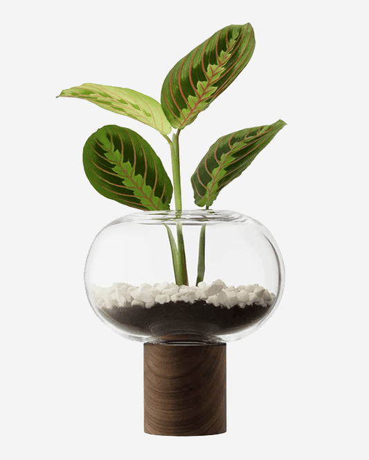 مزهرية أوبلات LSA Clear Walnut