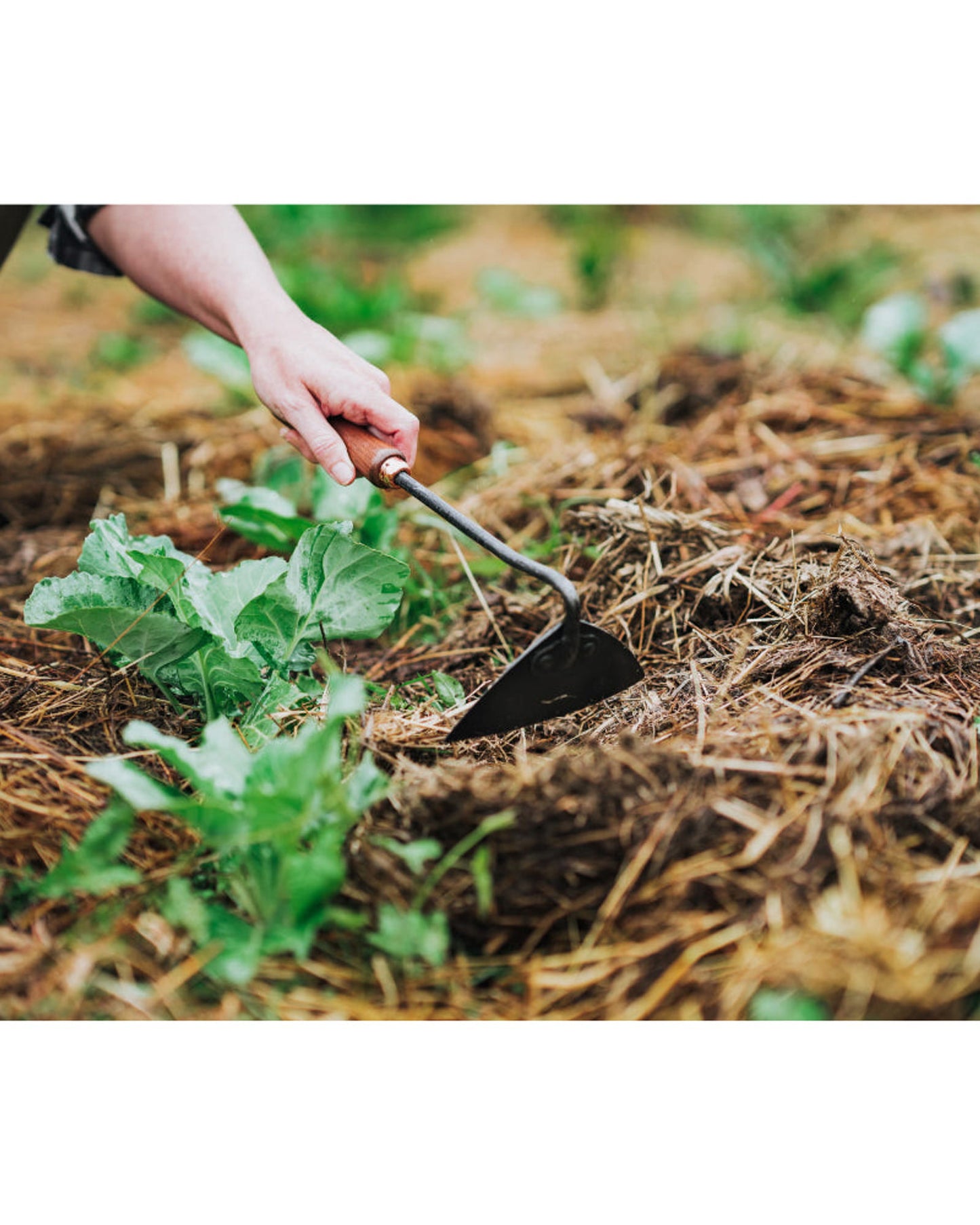 BareBones - مجرفة مثلثة - لون الجوز/الأسود