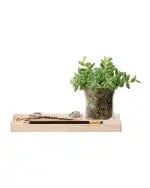 Plateau Planter Set L28cm Clear/Ash/Cork