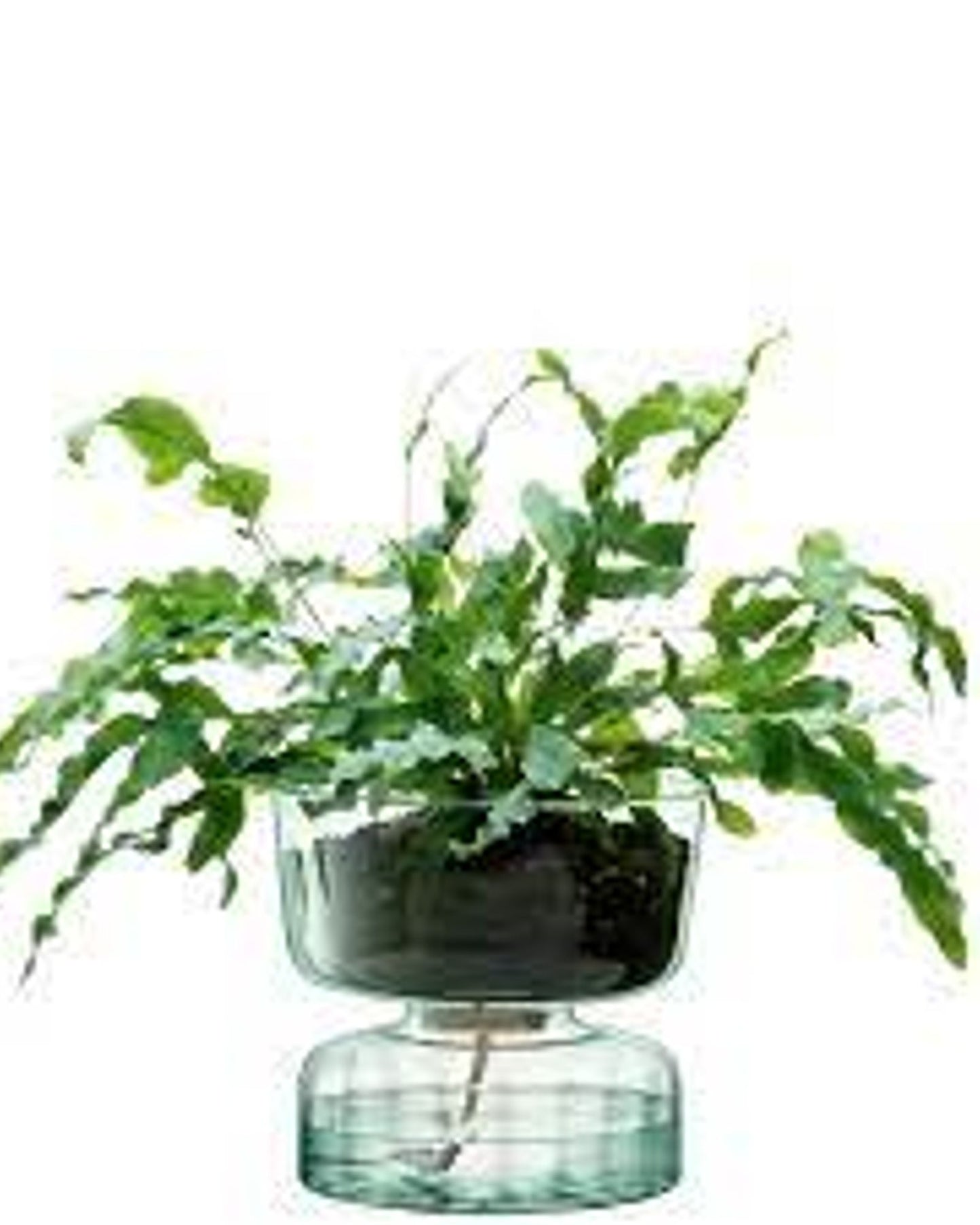 أصيص نباتات ذاتي الري من LSA Canopy شفاف/جزء بصري