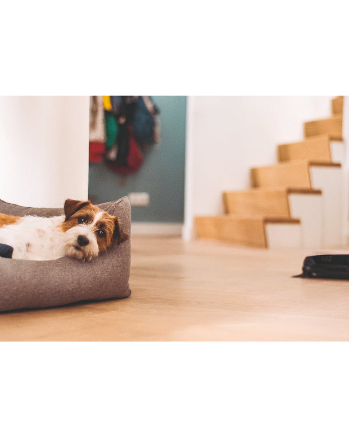 مكنسة كهربائية روبوتية من Miele Scout RX3 OBSW مزودة بنظام ملاحة ذكي ثلاثي الأبعاد وقوة تنظيف Quattro