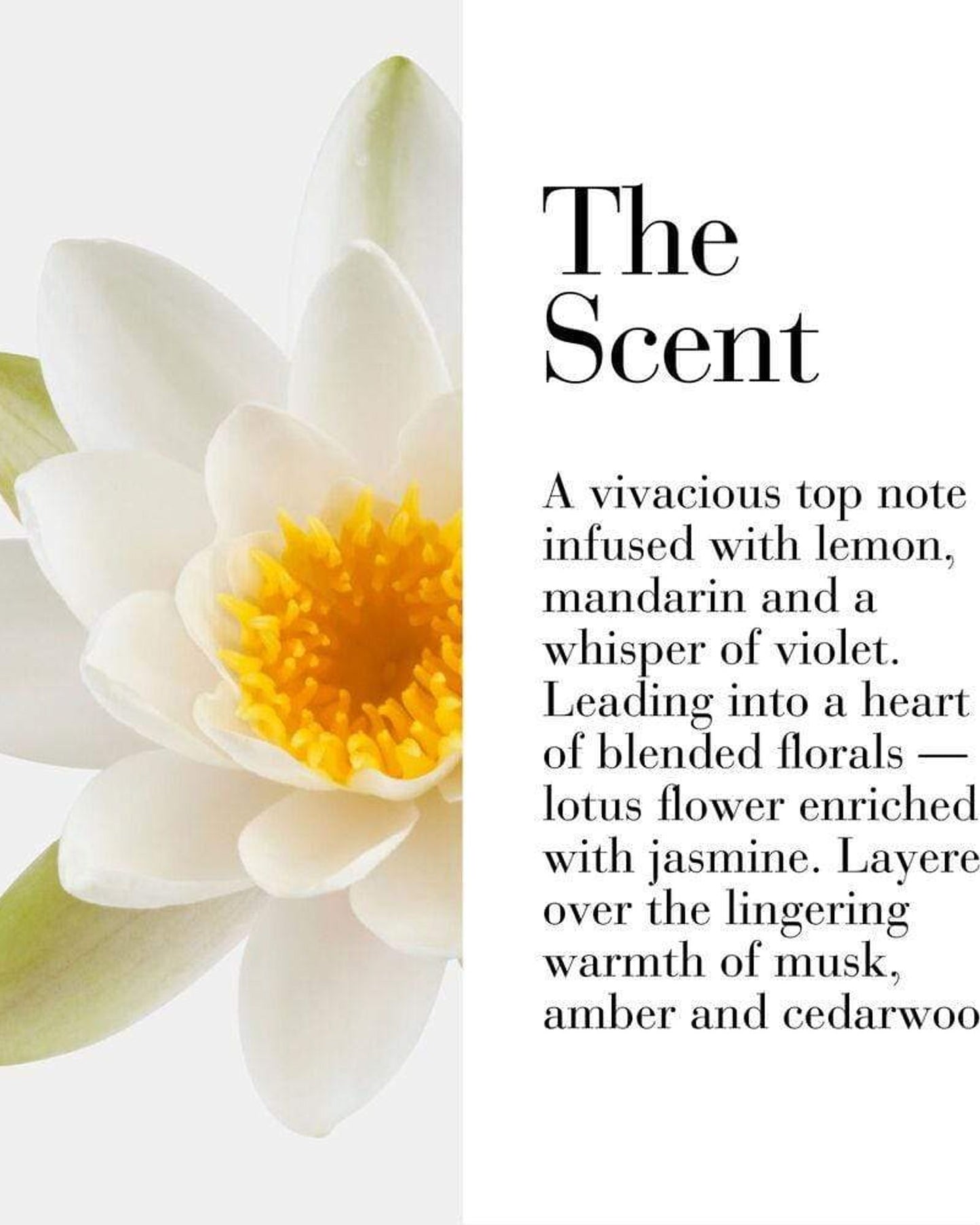 إليزابيث آردن ماي فيفث أفينيو 100 مل