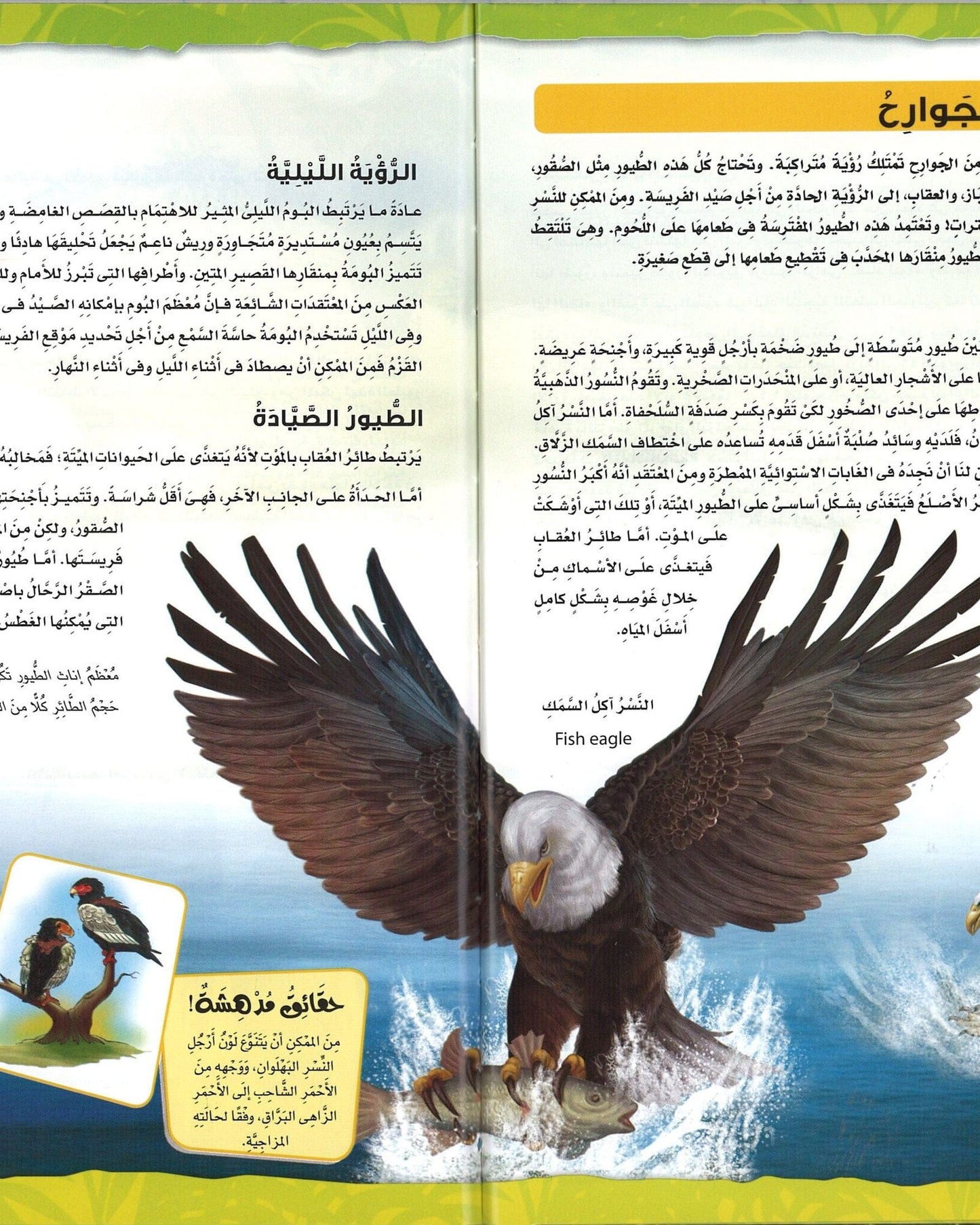 الطيور