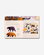 ذكي بشأن الدببة