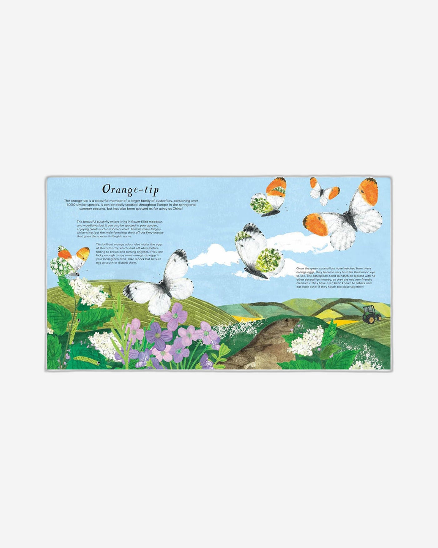 الصندوق الوطني: سماوات الفراشات: انطلق وتعلم عن 20 فراشة جميلة