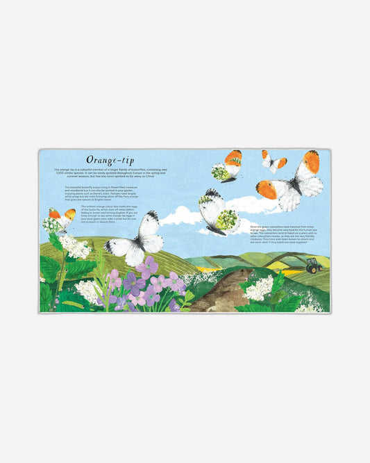 الصندوق الوطني: سماوات الفراشات: انطلق وتعلم عن 20 فراشة جميلة