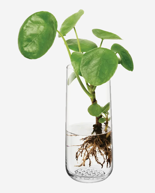 LSA Clear Market Bud Vase