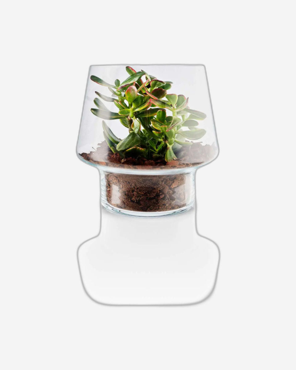 مزهرية زجاجية للنباتات العصارية من إيفا سولو 568188، طولها 21 سم