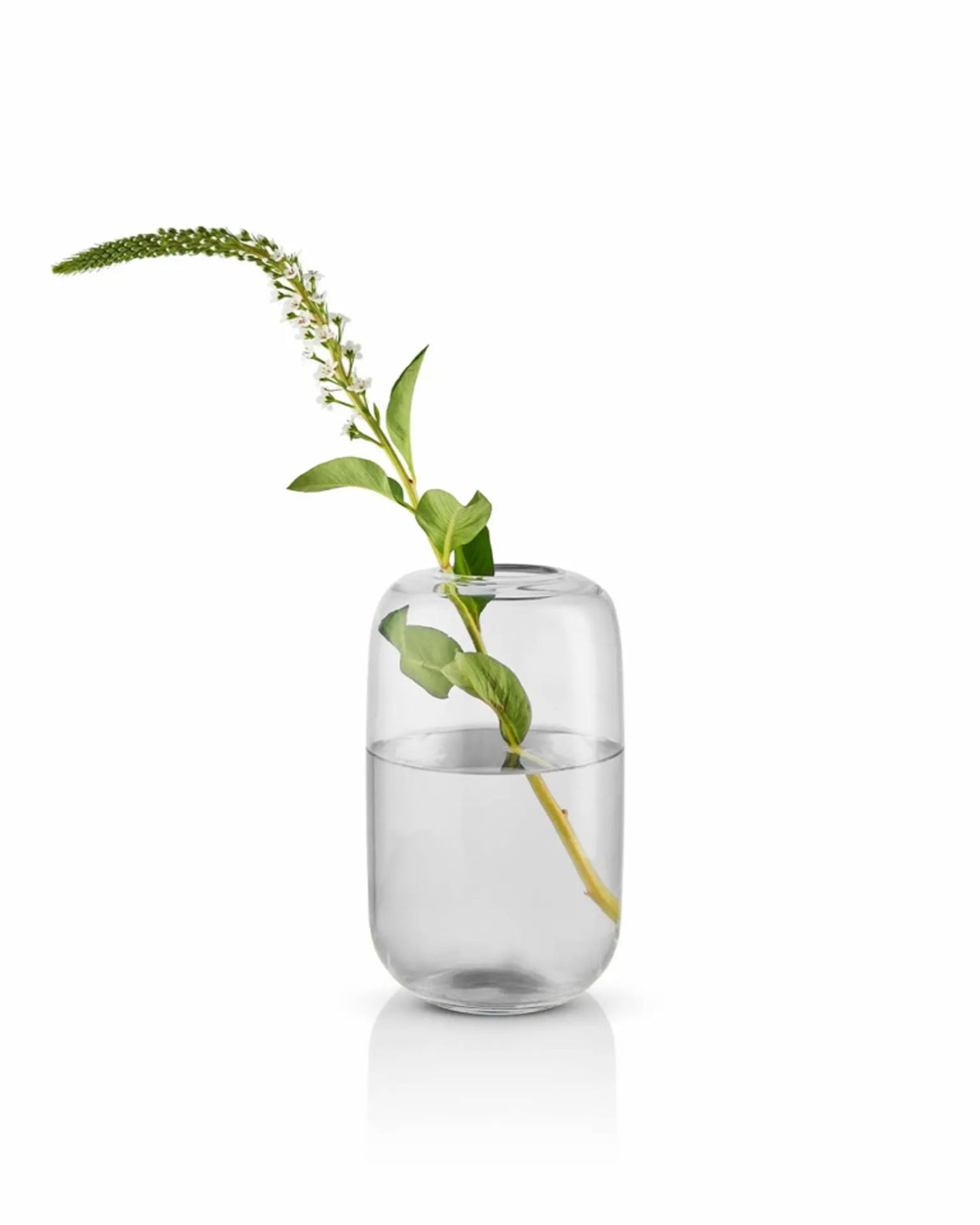 مزهرية إيفا سولو 571390 على شكل بلوط H22 شفافة