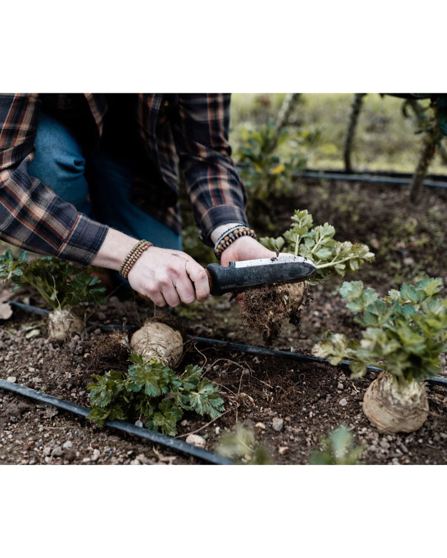 BareBones - هوري هوري كلاسيك