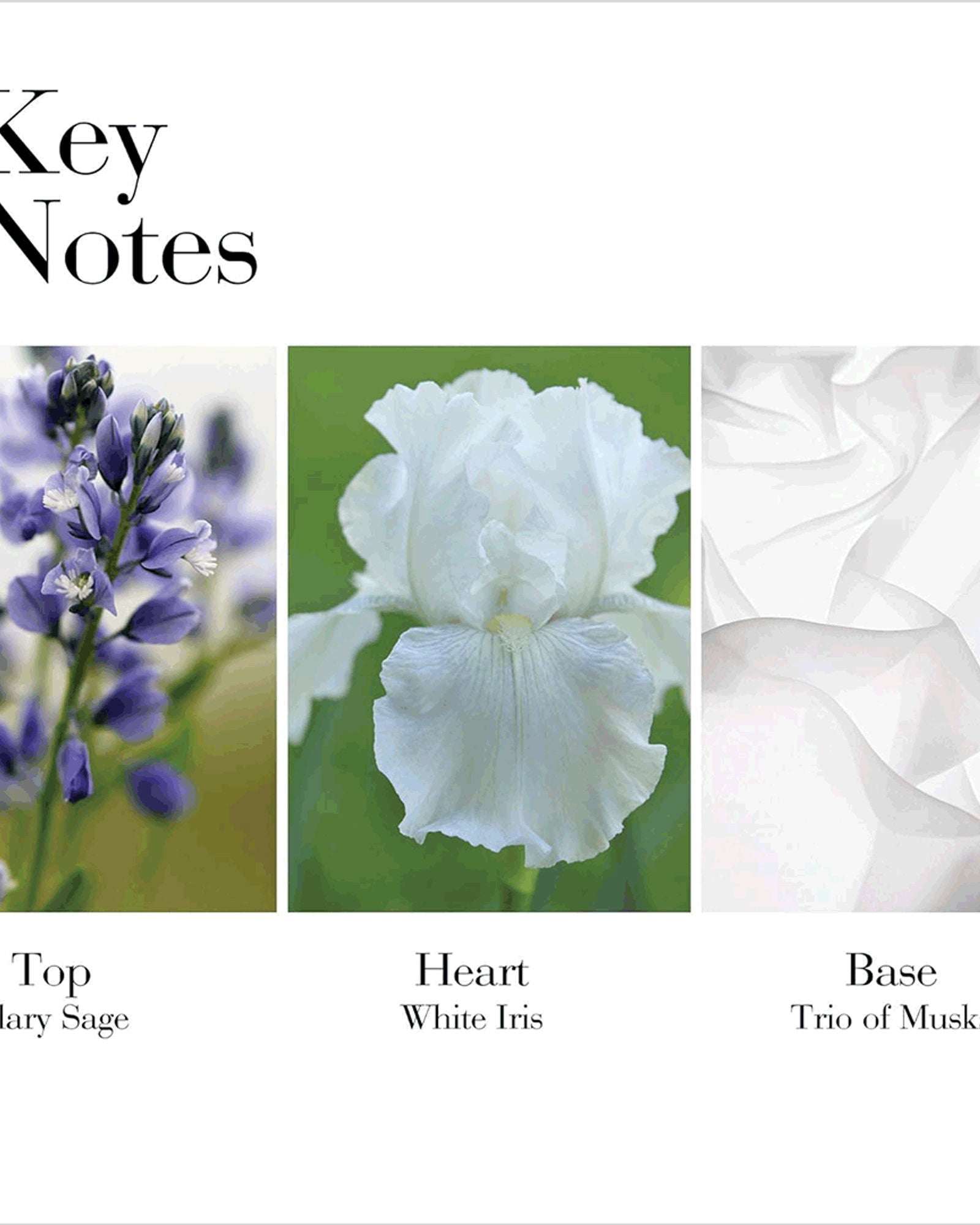 كريم الجسم بالشاي الأبيض من إليزابيث آردن 400 مل