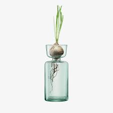 LSA Canopy Vase/Bulb Planter Clear
